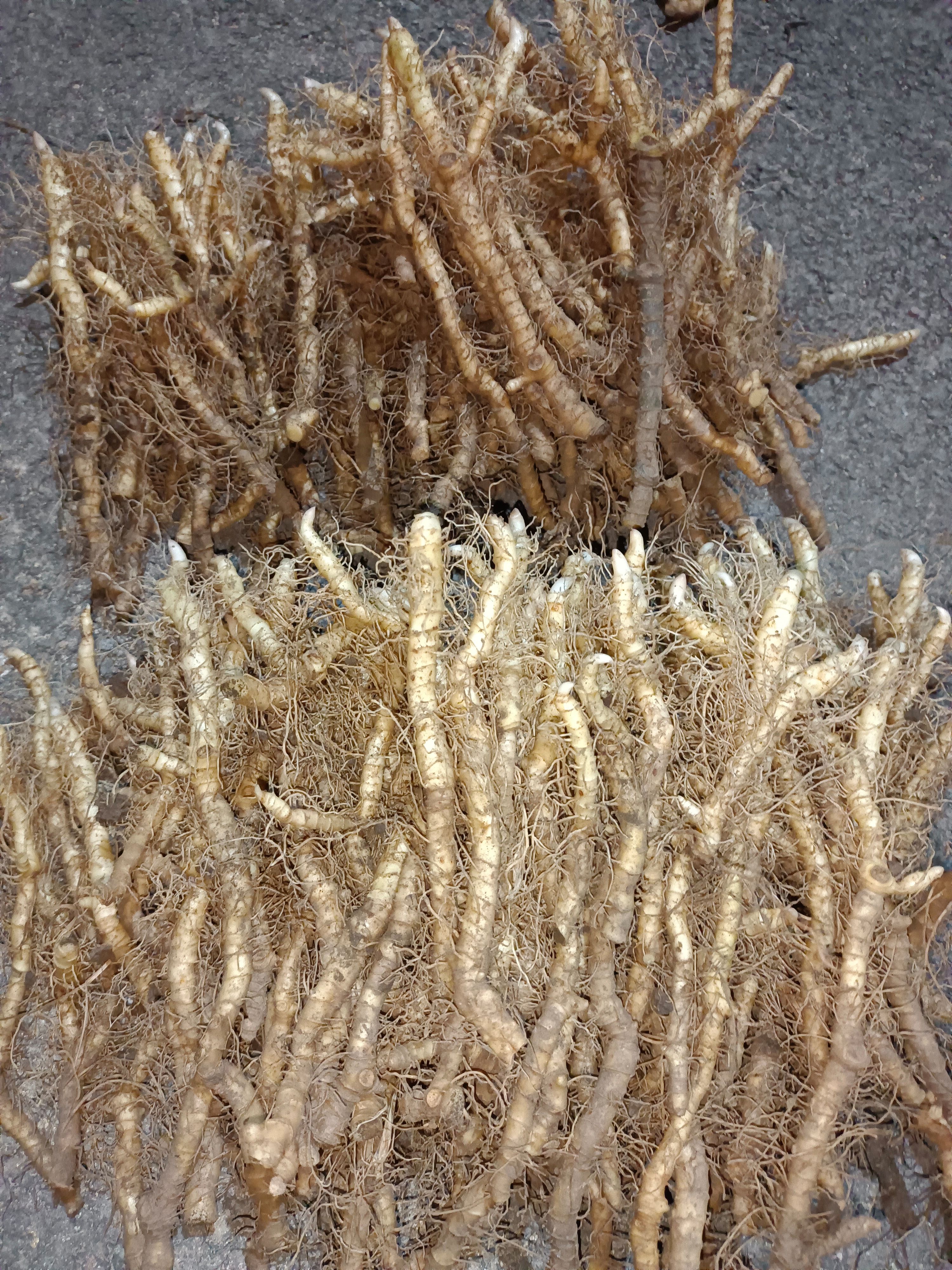 玉竹，高山玉竹，要吃就吃最好的，高山纯玉竹