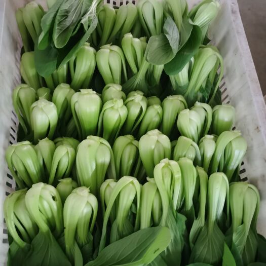 都昌县小白菜