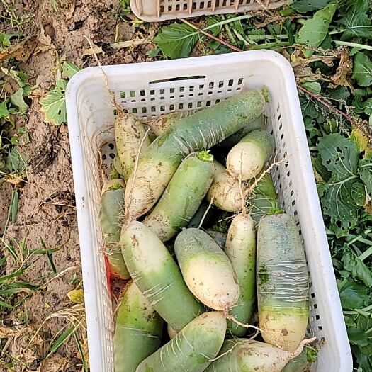 饶阳县水果萝卜