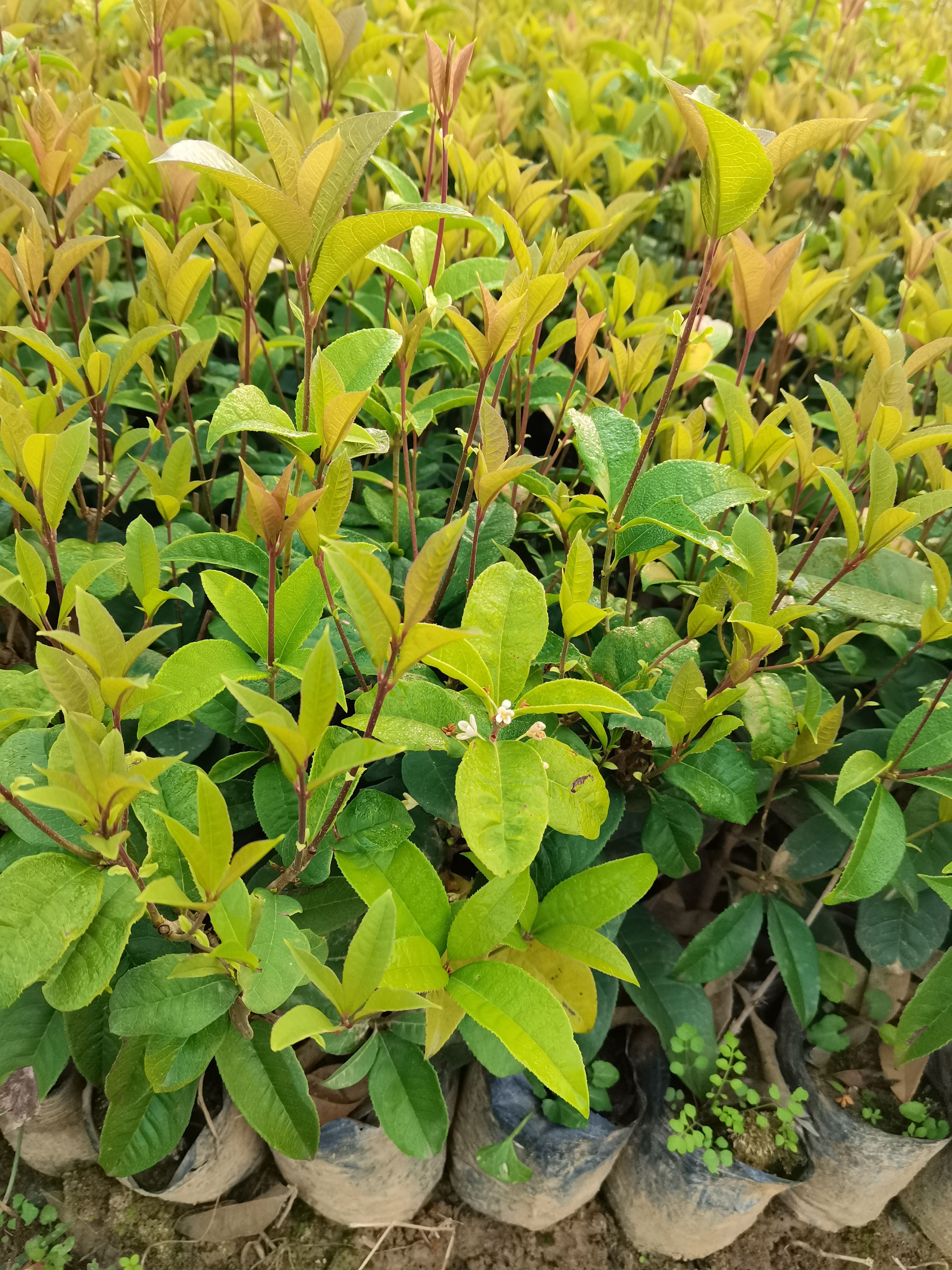四季桂16号杯苗