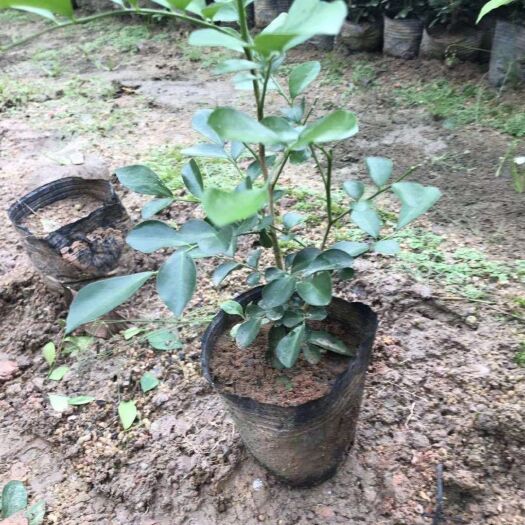 揭阳九里香各种规格基地直发现场货