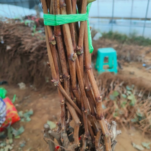 卢龙县阳光玫瑰葡萄苗  阳光玫瑰挂果葡萄苗建园建院专用