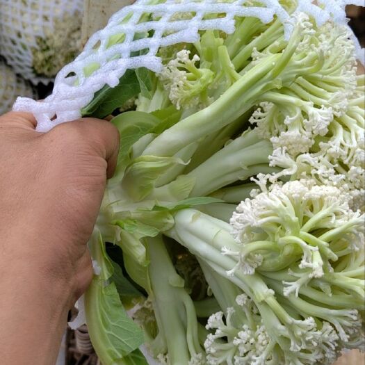 曲靖青梗小米松花
