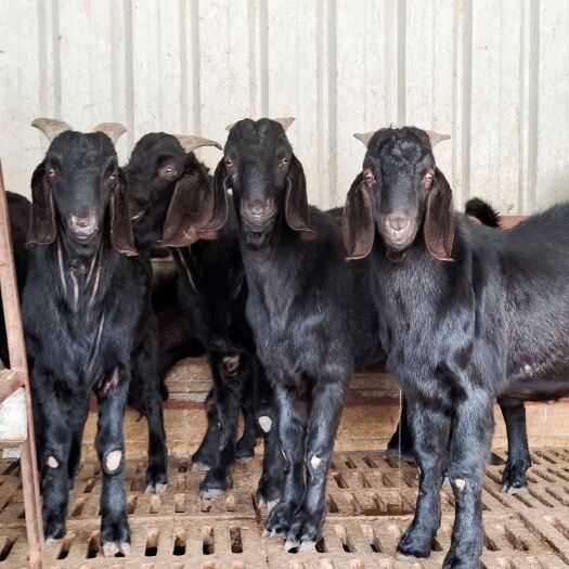 努比亚黑山羊价格努比亚黑山羊养殖场