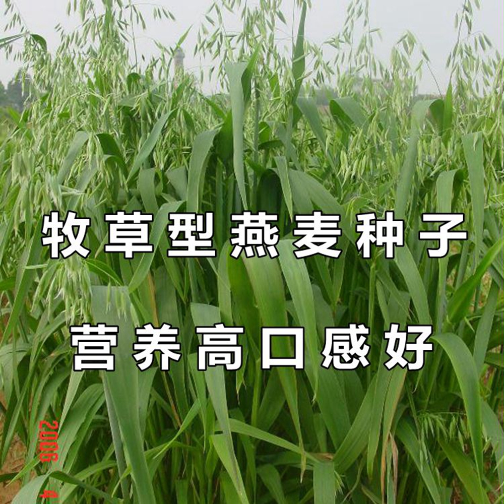 沭阳县饲用燕麦种子养殖牧草耐寒种籽高产鱼饲料草籽绿肥牛羊草种籽包邮