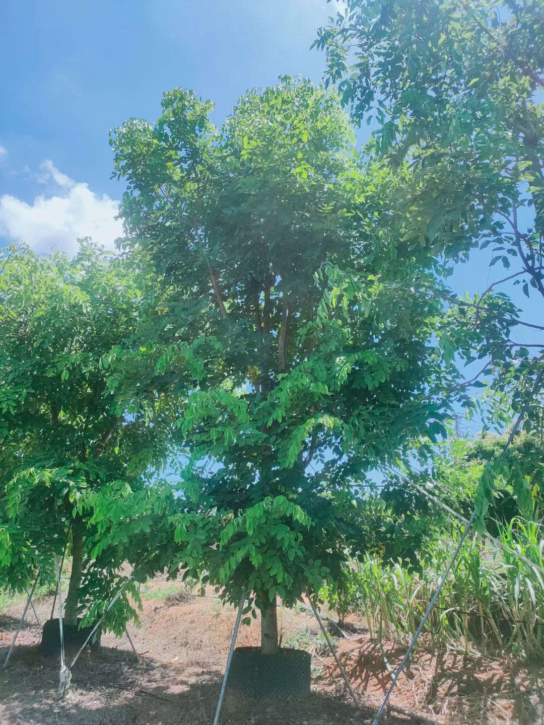 漳浦县腊肠树