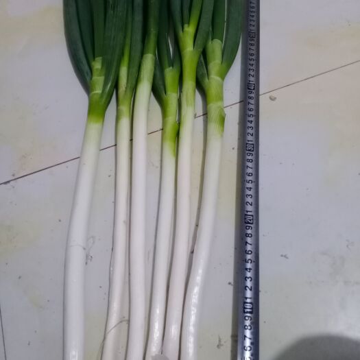 鹿邑县高品质杂交大葱