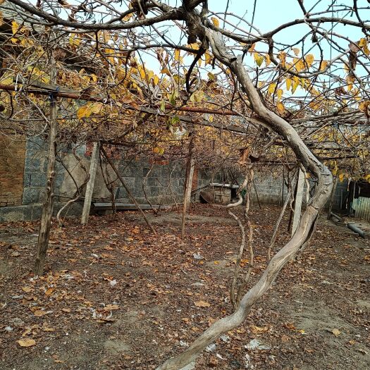 大连【优惠】六年生软枣猕猴桃结果大树只出本地