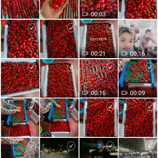 寿光市千禧圣女果 贝贝圣女果种植面积大，