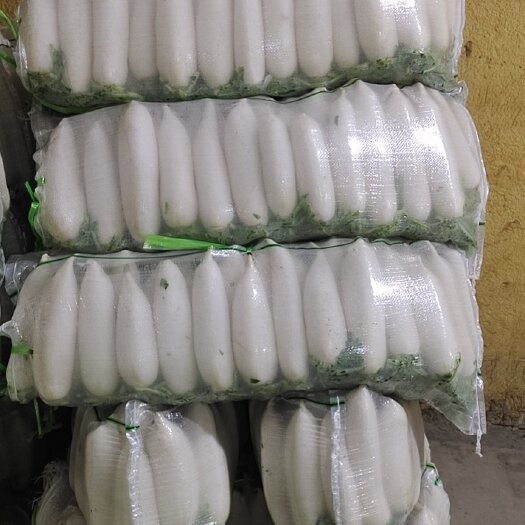 天门市湖北天门多宝沙洋精品白萝卜大量有