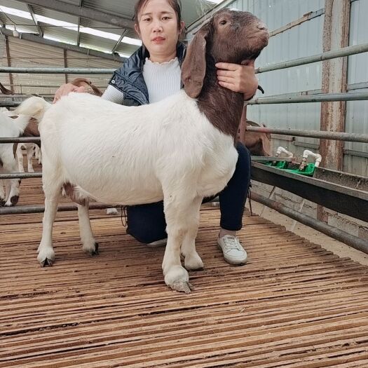 东平县波尔山羊种羊羊崽大量出售长势快出肉率高好饲养支持视频挑选