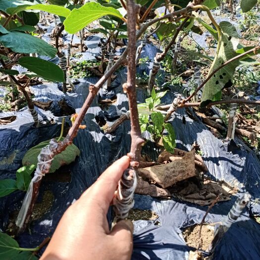 凤凰县水杨桃砧木嫁接翠香猕猴桃苗