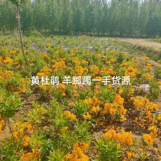 五莲县映山红 黄杜鹃 羊踯躅一手货源