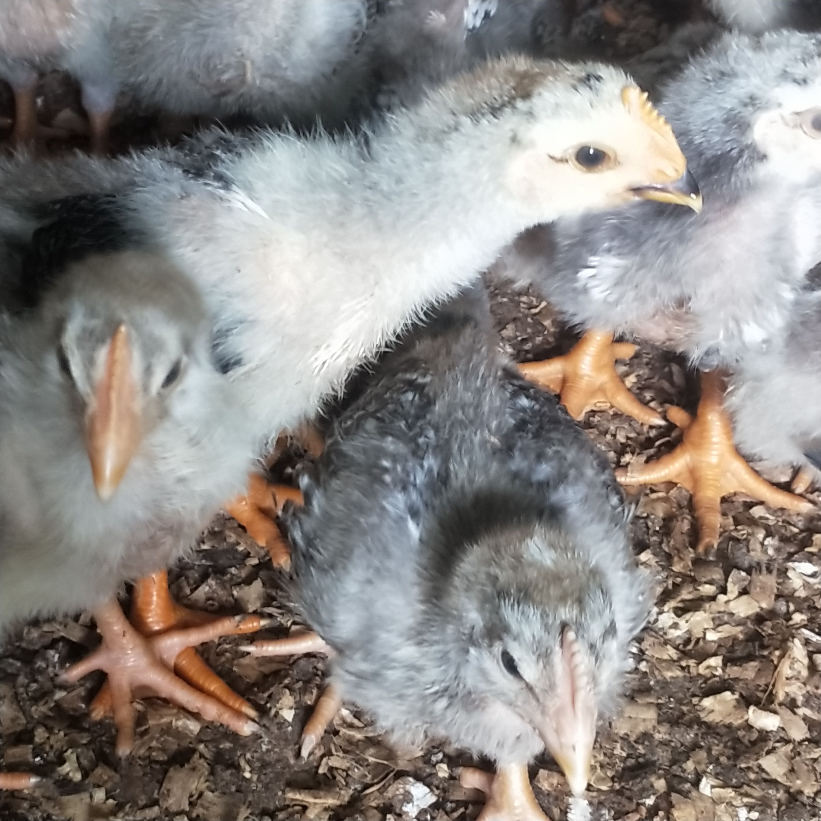脱温芦花鸡苗基地直供包打疫苗