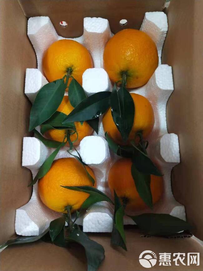 【套袋果】爱媛橙  现摘现发四川爱媛38号柑橘果冻橙