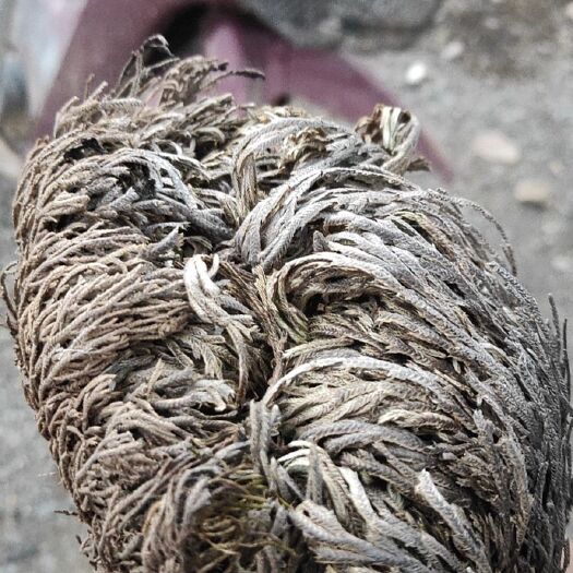 攀枝花卷柏