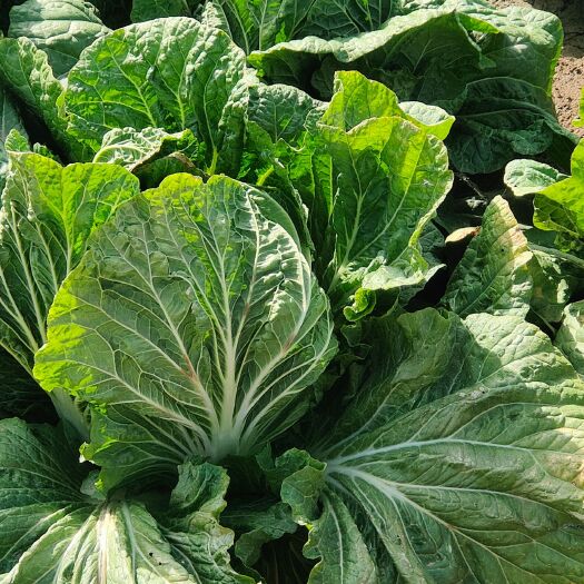 中宁县大批量白菜，娃娃菜寻求采购商