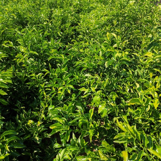 爱媛43黄美人优系，