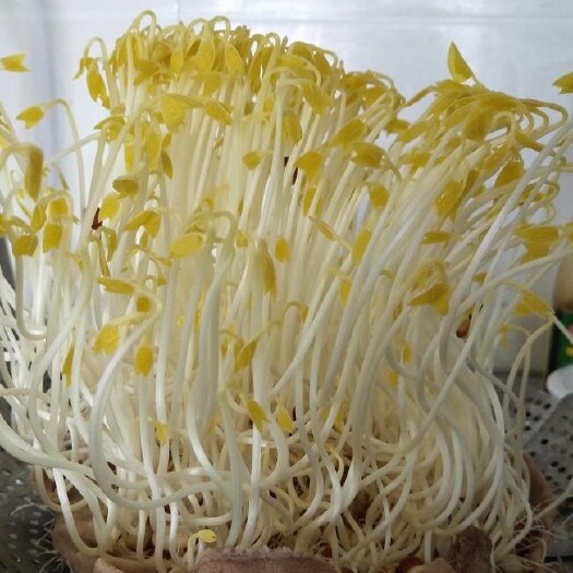 庐江县芹芽
