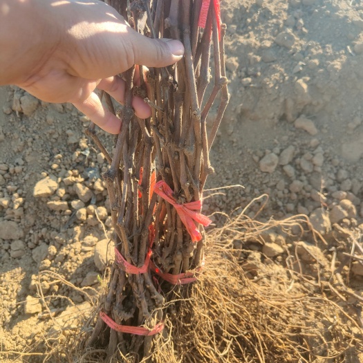 卢龙县夏黑葡萄苗保证正品