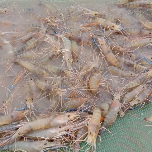 肇庆沼虾