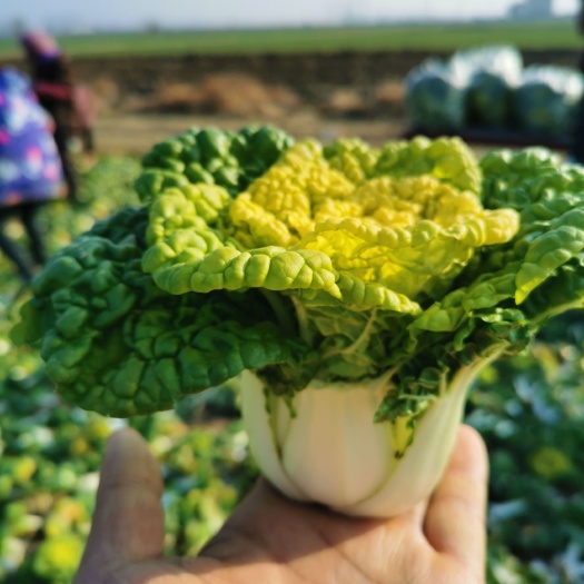 怀远县黄心菜，菊花菜，黄心乌，大量上市中，价格便宜，质量很好