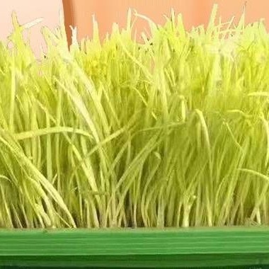 深州特产黄韭盆景室内客厅阳台无土栽培有机蔬菜