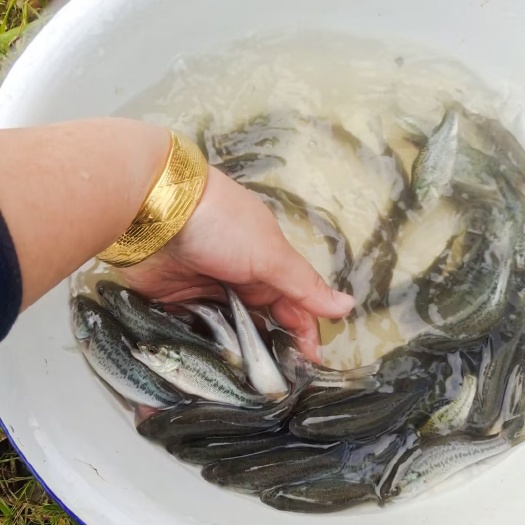 湖州小鲈鱼