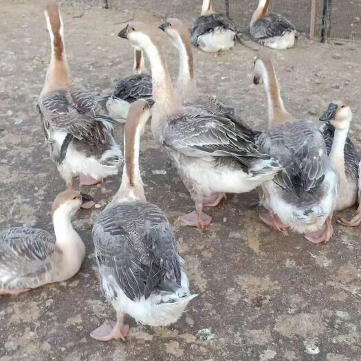 漳州次鹅，尾鹅