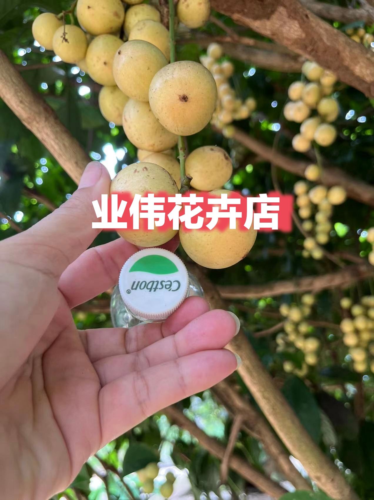 木奶果嫁接苗（地苗约60～80cm）三丫果、火果