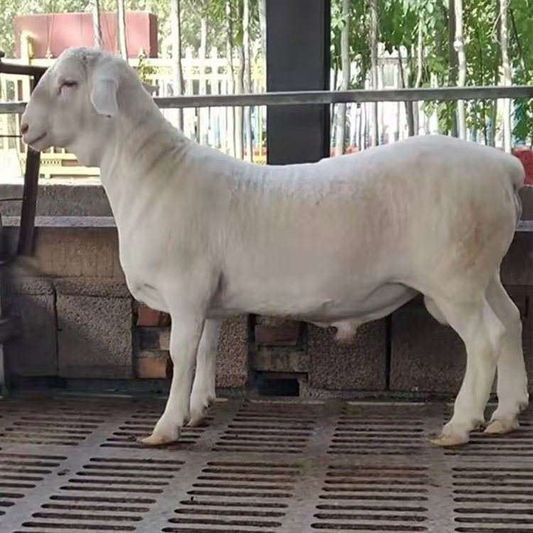 济南纯种澳洲白绵羊种羊，羊羔出售，有需要的联系我