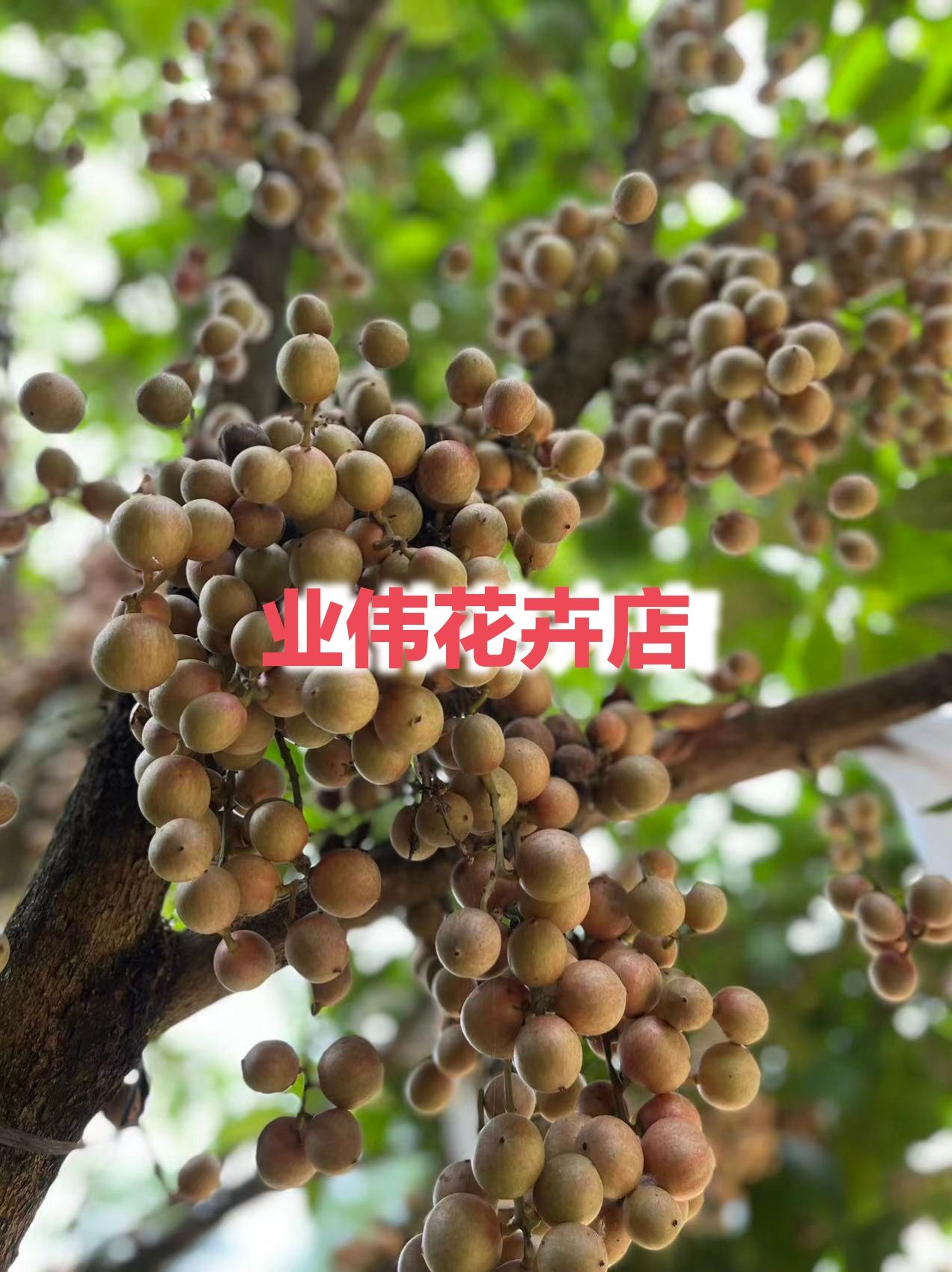 木奶果嫁接苗（地苗约60～80cm）三丫果、火果