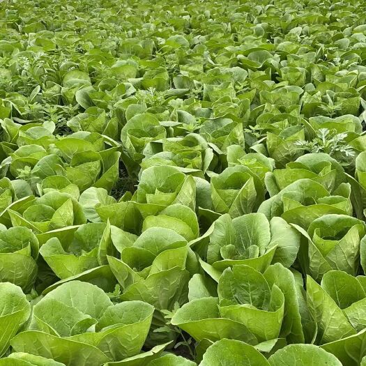 南通上精品小青菜毛白菜产地直销，货量充足价格合理欢迎采购