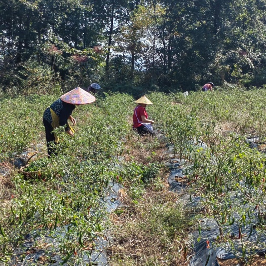 都匀市三号线椒