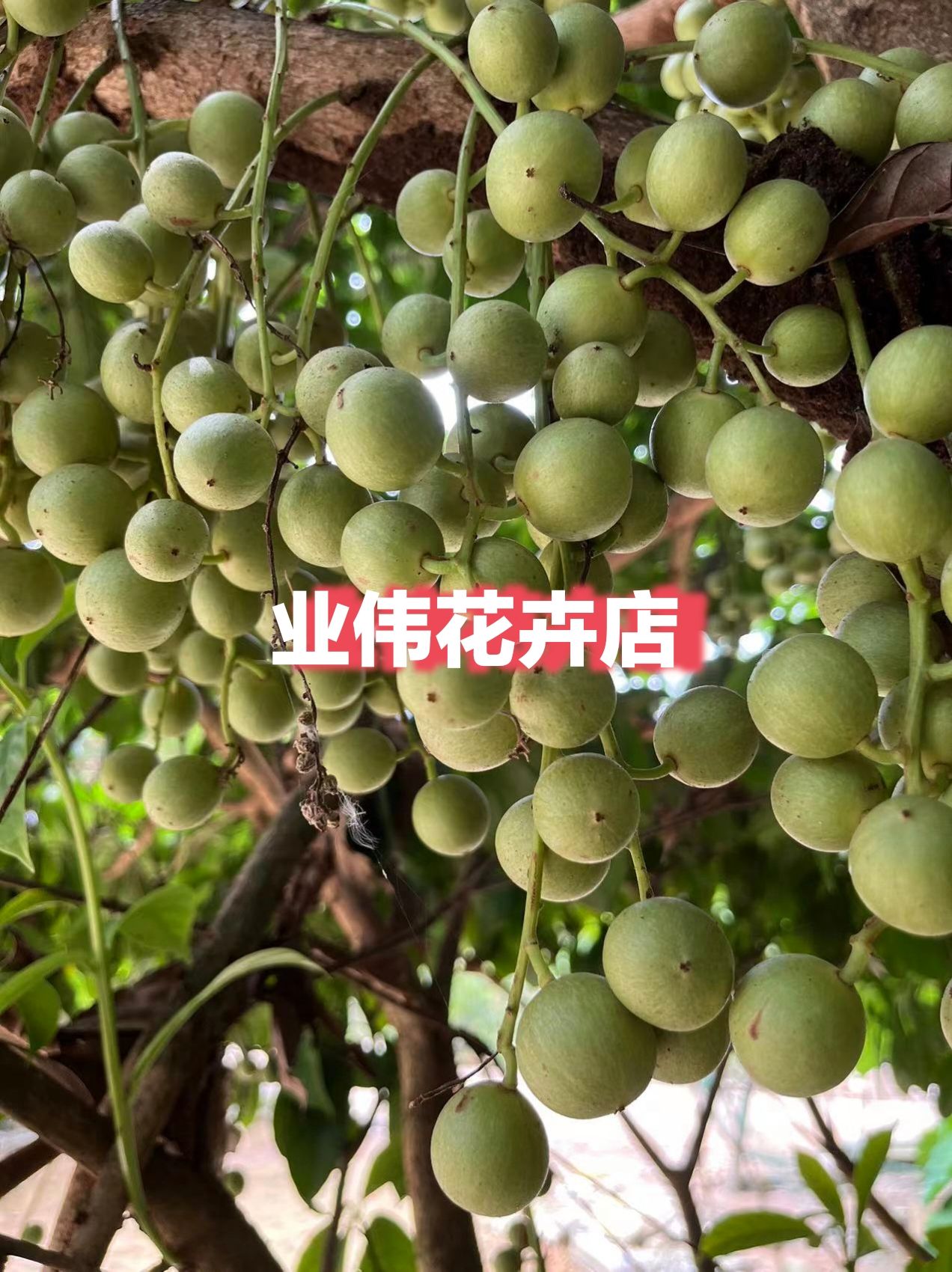 防城港木奶果嫁接苗（地苗约60～80cm）三丫果、火果