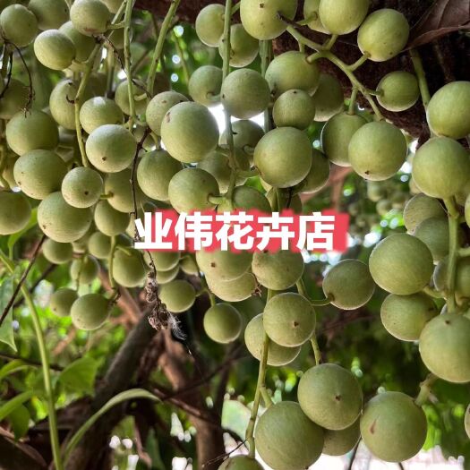 防城港木奶果嫁接苗（地苗约60～80cm）三丫果、火果