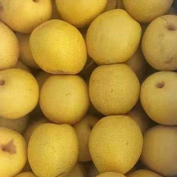 绥中县绥中白梨大量上市，货源充足价格美丽