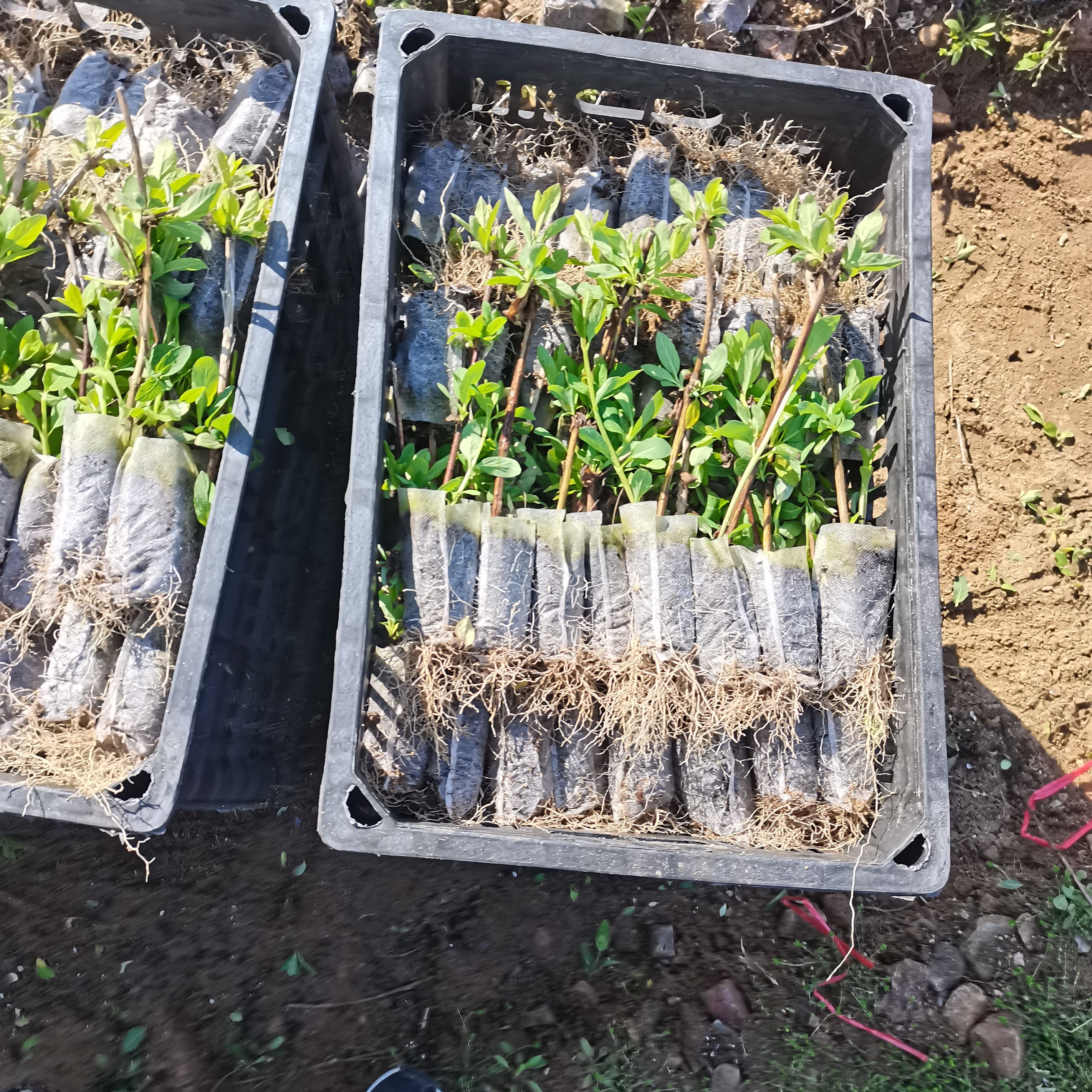 北花一号金银花苗