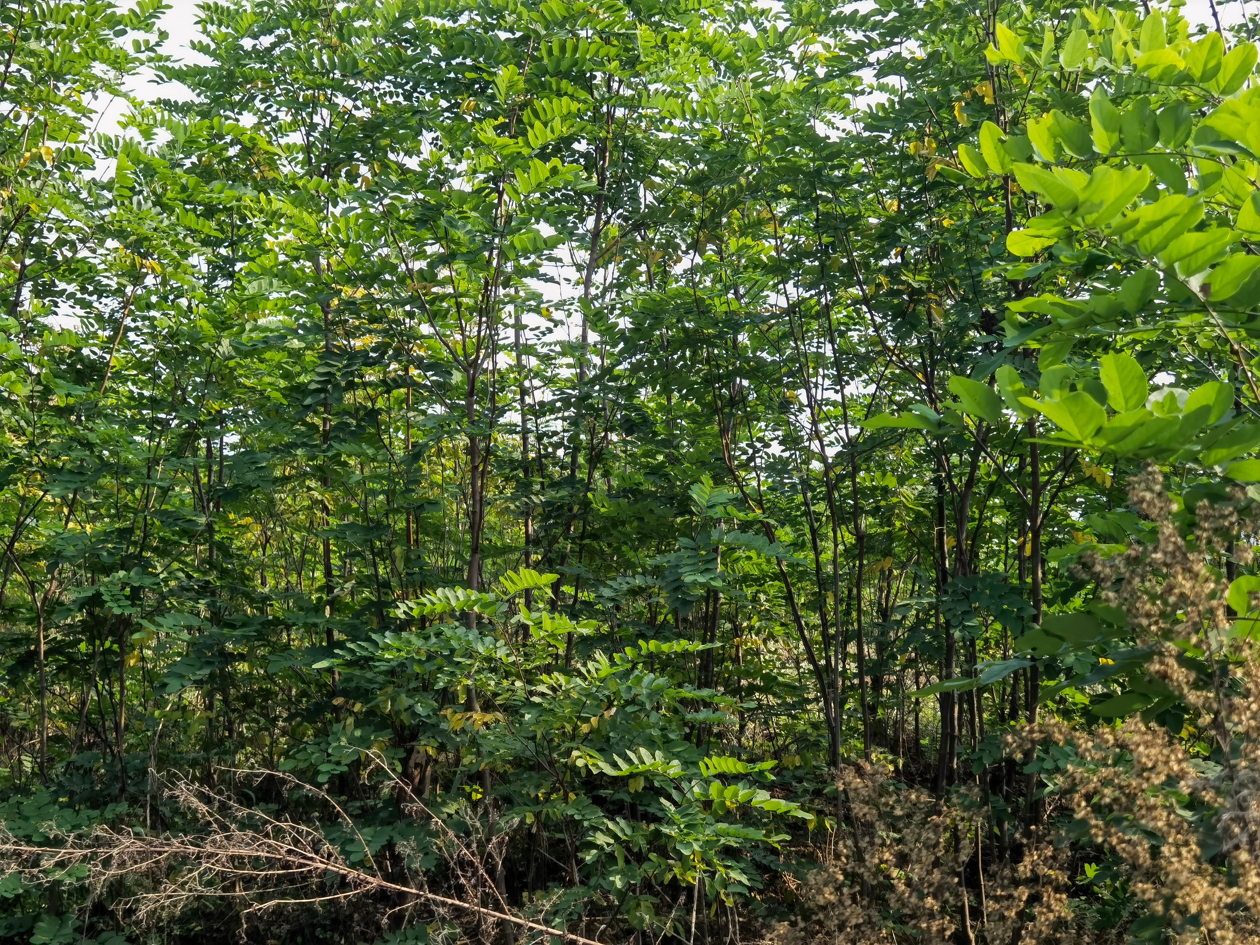 香花槐退地苗