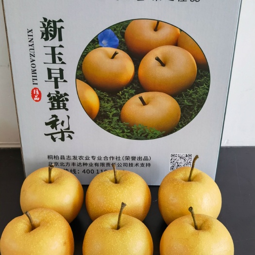 桐柏县新玉梨树苗