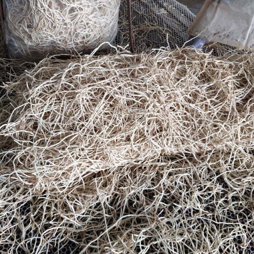 当阳市【湖北鱼腥草】新鲜折耳根节节根 当阳两河产地 直销 全国