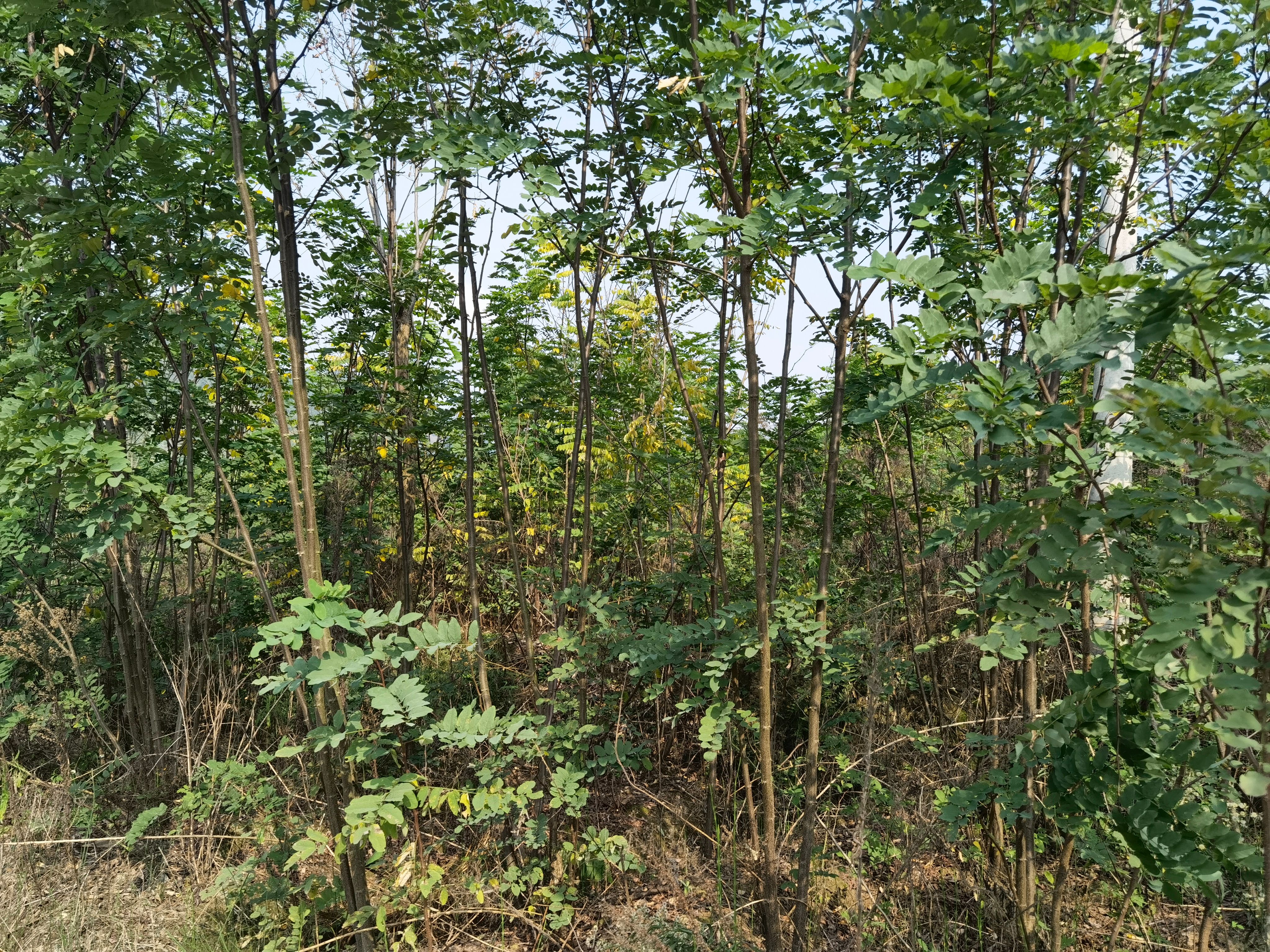 香花槐退地苗