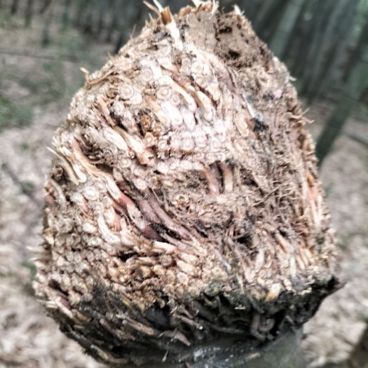 通道县竹烟筒