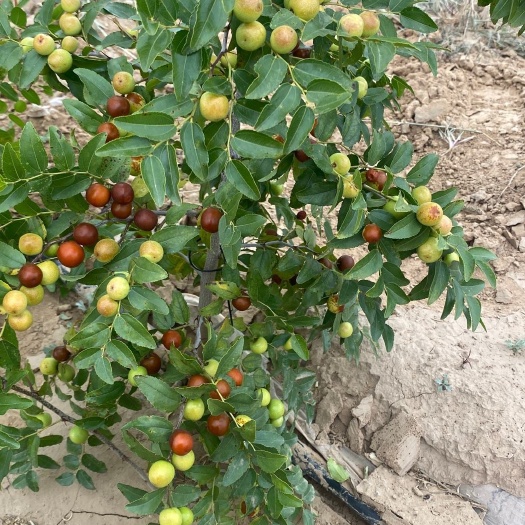 朝阳药用酸枣苗