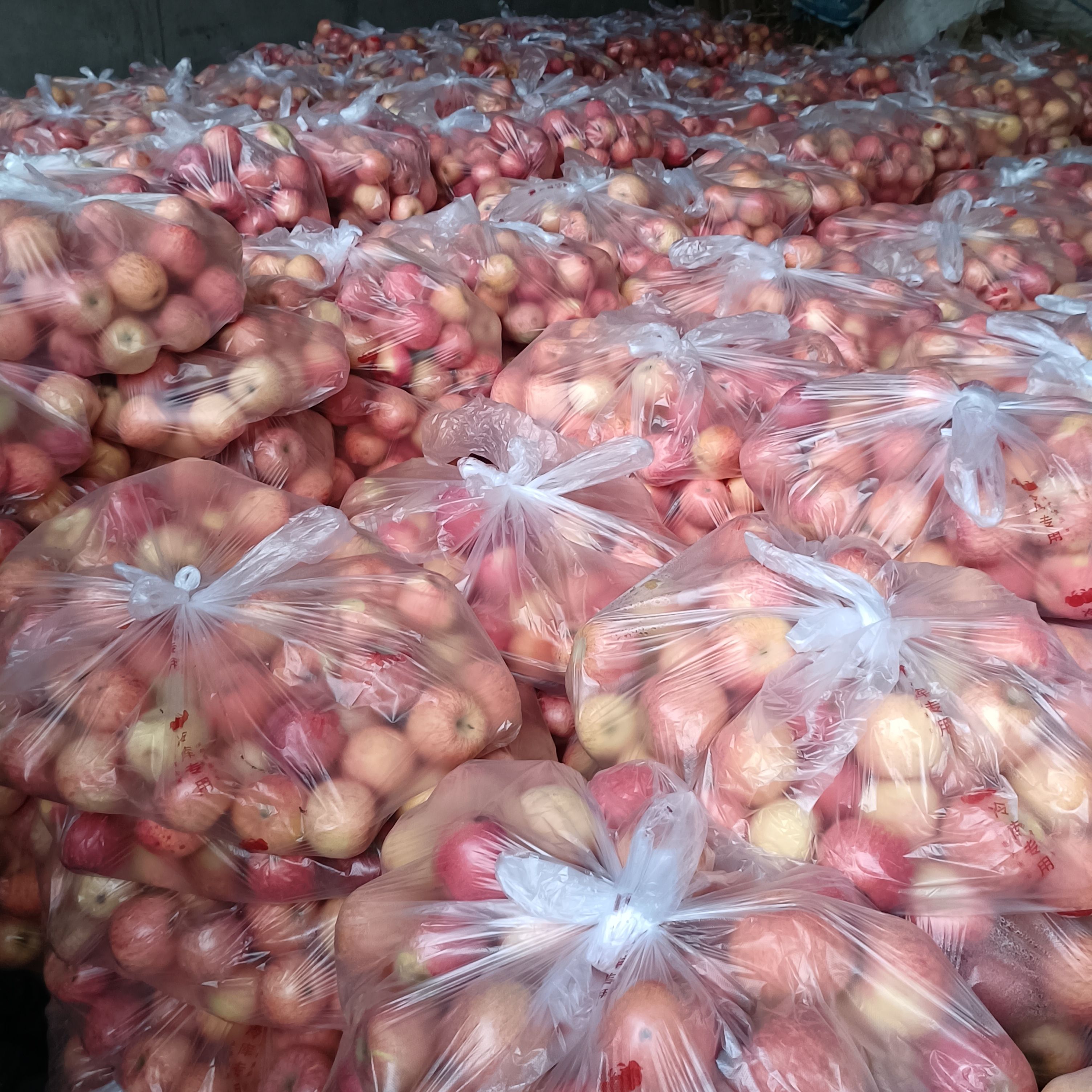 白水红富士高次苹果出库供应中