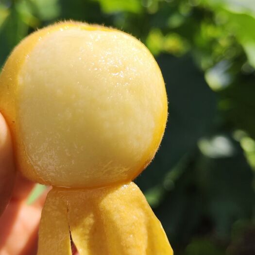 云霄县香妃枇杷苗，果圆易剥皮，少核产量高