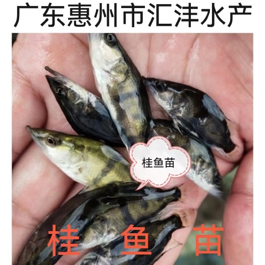 广州鳜鱼苗，桂鱼苗，翘嘴鳜鱼苗 品种优良！全国发货！