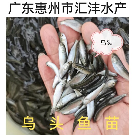 乌头鱼苗，品种优良   量大从优  全国发货！