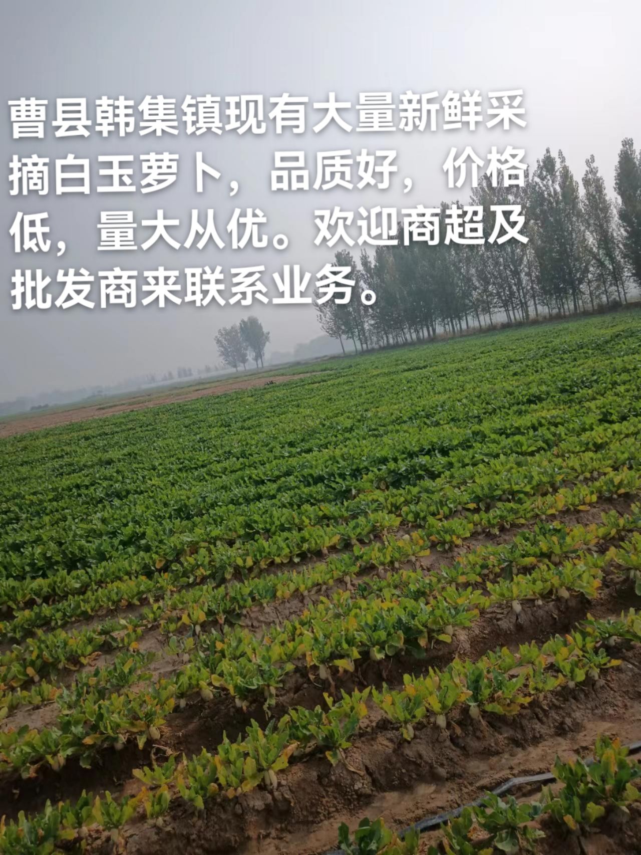 白玉萝卜