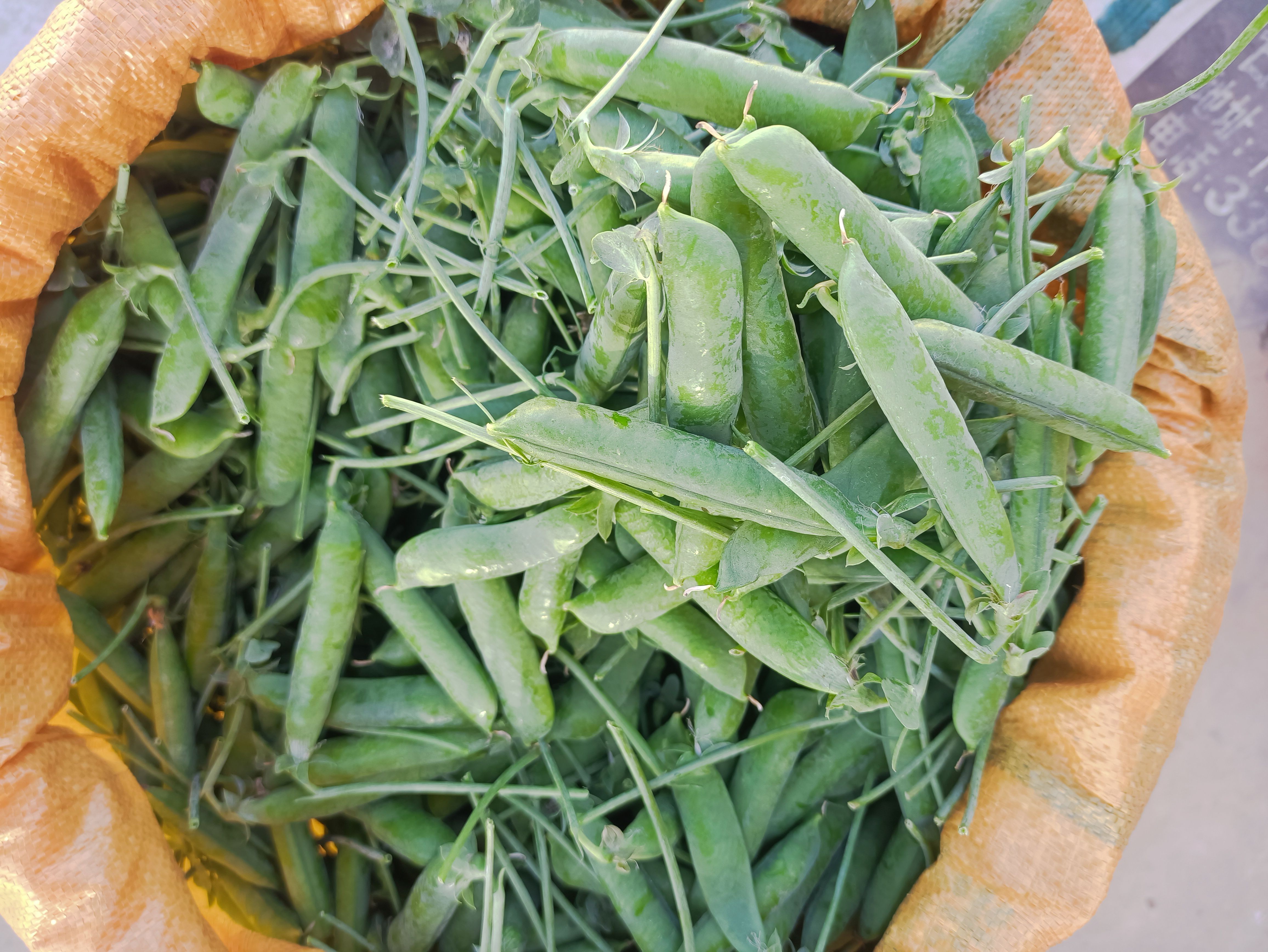 豌豆荚 长寿仁豌豆荚 甜豆 甜脆豌豆